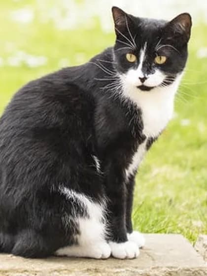 A photo of Bobo, a black and white cat
